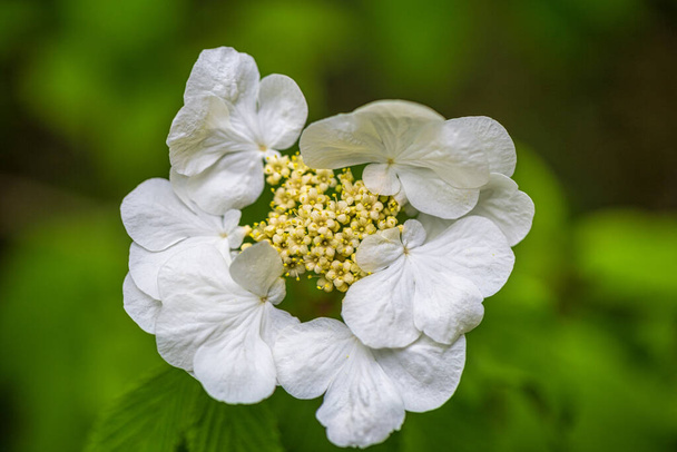 Viburnum opulus, kwiat również nazwany jako róża guelder, kwitnąca roślina w widoku z bliska na niewyraźne tło. - Zdjęcie, obraz
