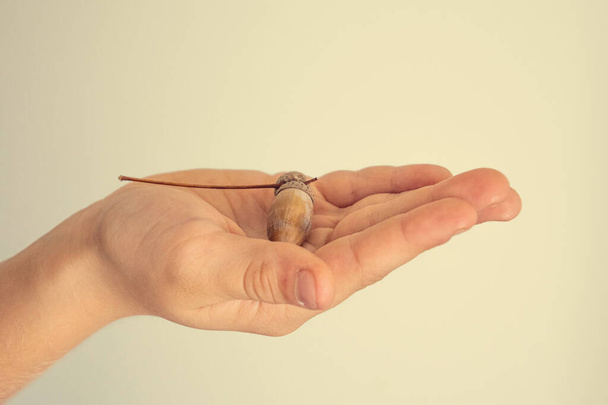 a small autumn acorn held in the palm of a child - Φωτογραφία, εικόνα