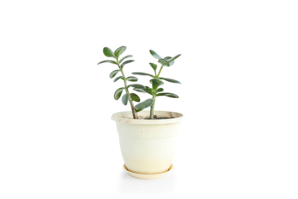 Φυτό νεφρίτη (Crassula ovata) - φυτό εσωτερικού χώρου σε ελαφρύ φόντο. Χρήματα δέντρο χυμώδες φυτό με σκούρα πράσινα φύλλα. - Φωτογραφία, εικόνα
