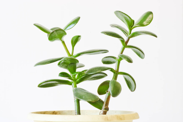 ヒスイの植物(Crassula ovata) -軽い背景の観葉植物。濃い緑色の葉を持つお金の木多肉植物. - 写真・画像