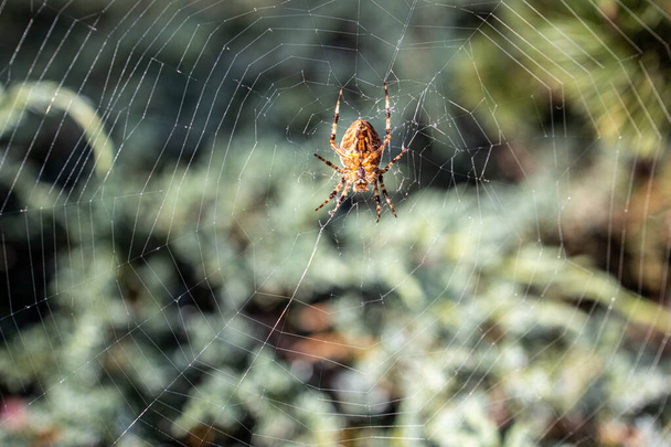 bela aranha grande aranha em uma teia de aranha em um fundo verde no jardim - Foto, Imagem