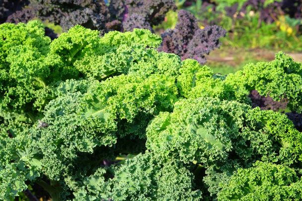 Kale salaatti kasvaa maalaismainen puutarha. Kale lehtiä maataloudessa ja sadonkorjuu. Kasvavat vihannekset kotona, lähikuva. - Valokuva, kuva