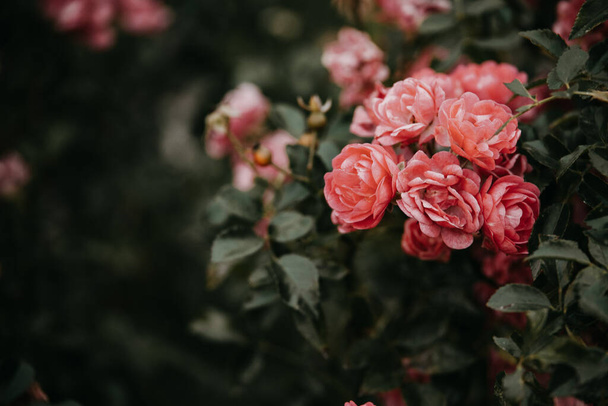 mooie roos in de tuin tegen de achtergrond van groene bladeren - Foto, afbeelding