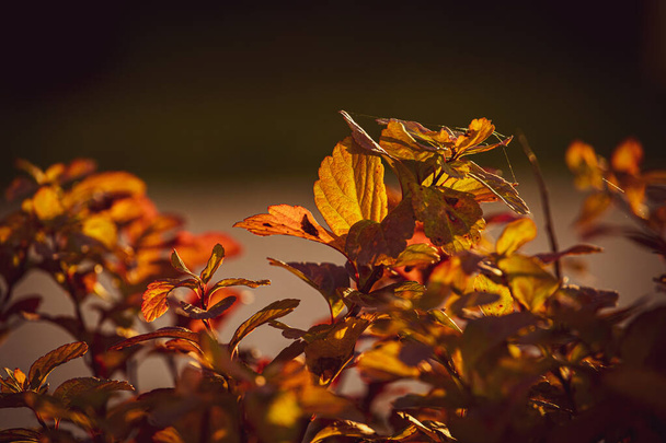 庭の暖かい秋の日に黄色の葉を持つ美しい低木 - 写真・画像