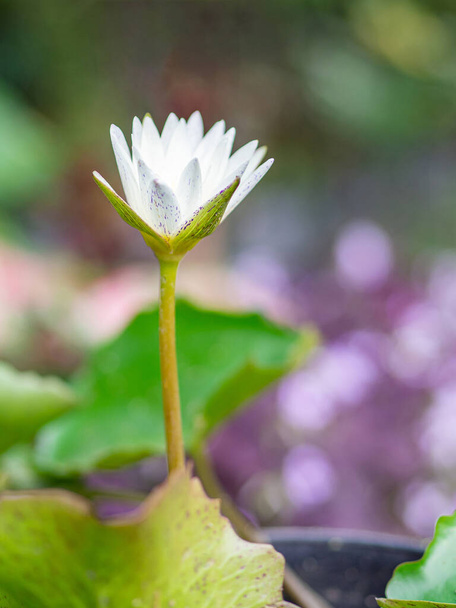 Közelkép egy fehér lótuszvirág virágzik a cserépben zöld levelek hátterű. Gyönyörű természet fotó - Fotó, kép