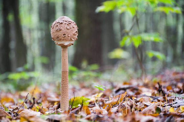 Young Parasol mushroom in the stage of an unopened egg-shaped cap. Wonderful edible mushroom Macrolepiota procera or Lepiota protsera - Photo, Image