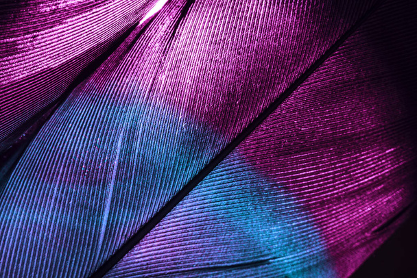 Close up Beautiful colorful Bird feather background pattern texture for design. Macro photography view.	 - 写真・画像