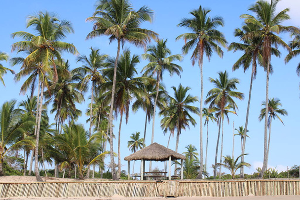 kokosová brazilská pláž palmy  - Fotografie, Obrázek
