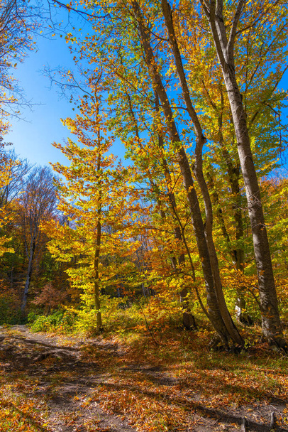 Autumn forest dry yellow leaves - Φωτογραφία, εικόνα