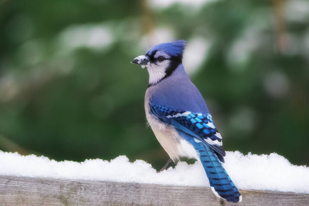 雪の中でブルージェイ鳥の閉鎖 - 写真・画像