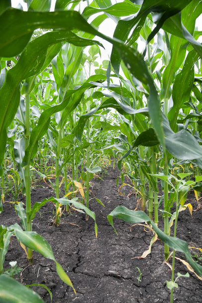 Zieleń kukurydziana z suchą suchą glebą - Zdjęcie, obraz