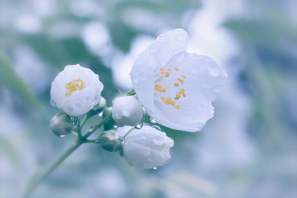 Мягкое изображение белого розового цветка на размытом фоне после дождя - Фото, изображение