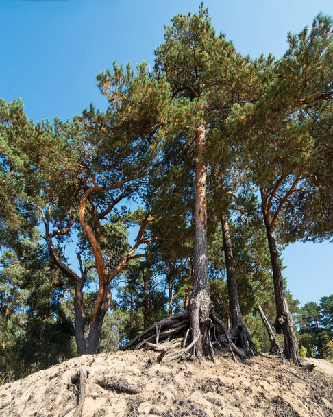 Pine trees on the high sand dunes on a blue sky background. Strange shapes of tree branches and oddly twisted old roots. Near the trees, the sand is strewn with dry bones. - Foto, Bild