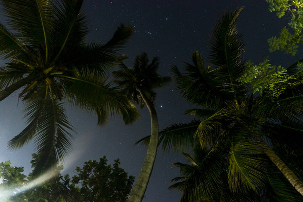 Tropische Nacht Lucht, Palm Bomen Bodem Uitzicht - Foto, afbeelding