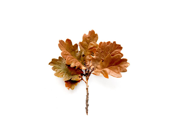 Осенняя коричневая ветвь дубового листа выделена на белом фоне. Шаблон макет падения, Хэллоуин, жатвы благодарения концепции. Плоская кладка, вид сверху, копирующее пространство знамя - Фото, изображение