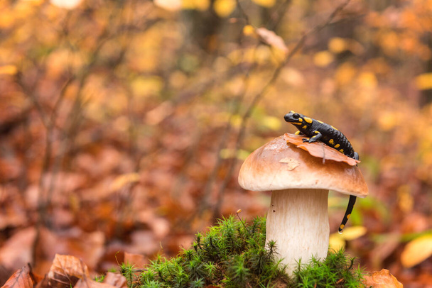 Tűzszalamandra (egy fekete sárga foltos) a boletus vagy porcini gomba az őszi bükkerdő, ritka állat a vad természetben - Fotó, kép