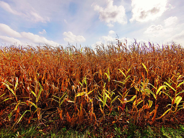 un campo di grano in ottobre in munich germania - Foto, immagini