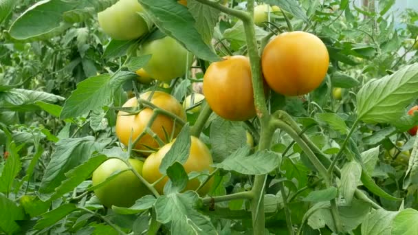 Dojrzewające zielone i czerwone pomidory rosną w szklarni przed zbiorami latem, materiał panoramiczny  - Materiał filmowy, wideo