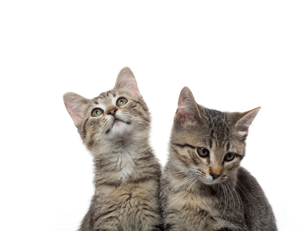 two tabby kittens - Foto, immagini