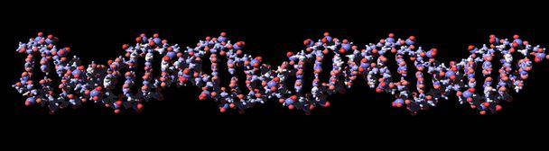 3D-Darstellung eines DNA-Doppelhelix-Strukturmodells isoliert auf weißem Hintergrund - Foto, Bild