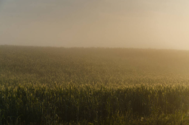 the sun's rays break through the lush grass. thick morning fog. - Foto, Bild