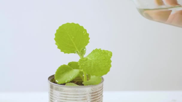 Cuban Oregano Planted in a Can as a Pot Watered on a White Background  - Footage, Video