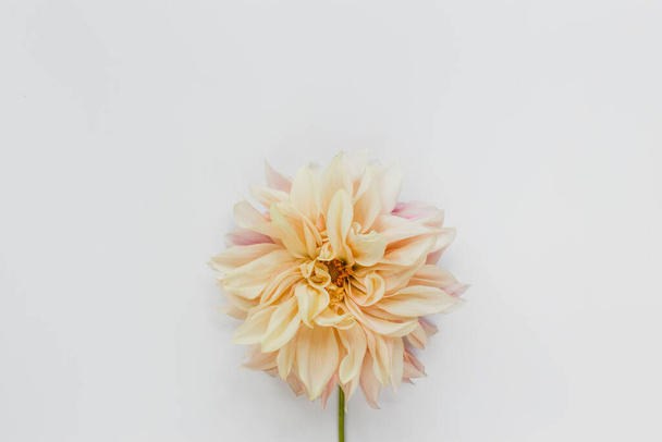 Flower dahlia cafe au lait on white background. Minimal flowers composition. Flat lay, top view, copy space. Summer, autumn concept. - 写真・画像