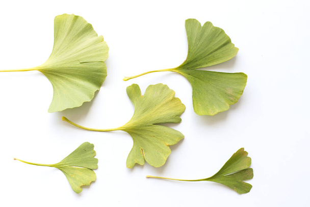 Green ginkgo Biloba leaves isolated on white background. Medicinal plant. Top view, the concept of healthy nutrition. - Photo, Image