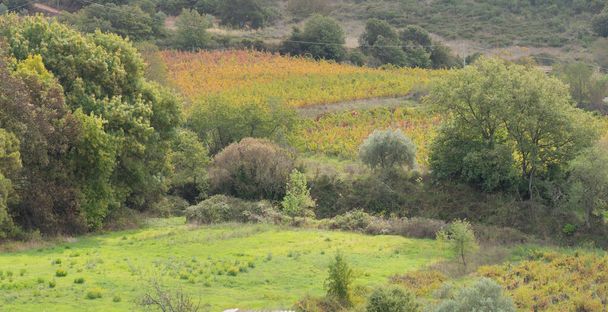 viñedo de la viña mandrolisai con colores de otoño, surgen, Cerdeña central - Foto, Imagen