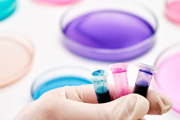 Tubos Eppendorf con líquidos azules, verdes y rosados en la mano del científico sobre el fondo de las placas Petri para el análisis microquímico.  - Foto, Imagen