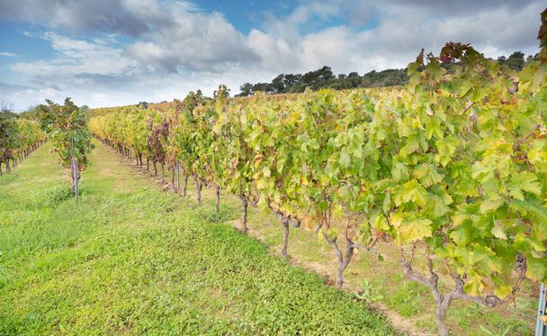 vineyard of the mandrolisai vineyard with autumn colors, arise, central sardinia - Foto, imagen
