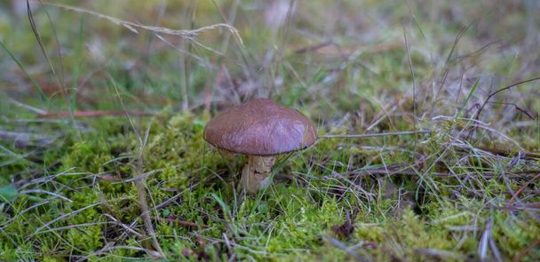 picture of mushroom, Suillus collinitus is a pored mushroom of the genus Suillus in the family Suillaceae, Sorgono Sardinia - 写真・画像