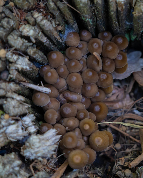 małe niejadalne grzyby (pluteus), które przynoszą owoce na drewnie lub pozostałościach roślinnych - Zdjęcie, obraz
