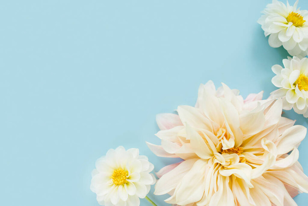 White flowers dahlias on blue background. Flowers composition. Flat lay, top view, copy space. Summer, autumn concept. - Φωτογραφία, εικόνα