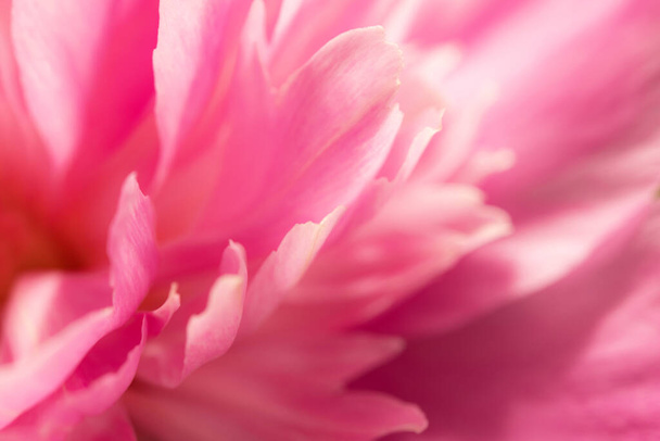 Крупним планом пелюстки рожева квітка півонії на фоні. Красиві і романтичні фото
. - Фото, зображення