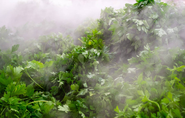 Sebzelerin tazeliğini korumak için sis sisteminin altındaki sepetlerde maydanoz paketleri.. - Fotoğraf, Görsel