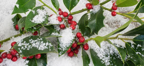 Ilex aquifolium, houx, branches avec des baies rouges dans la neige. - Photo, image