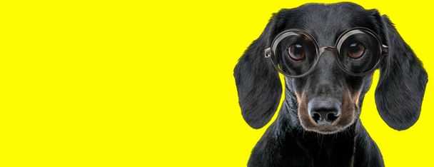 uroczy pies jamnik teckel z dużymi oczami nosi okulary na żółtym tle - Zdjęcie, obraz