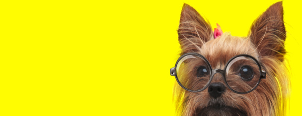 timide yorkshire terrier puppy dragen bril en roze strik, op zoek naar kant op gele achtergrond - Foto, afbeelding