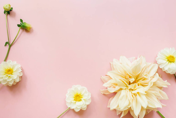 White flowers dahlias on pink background. Flowers composition. Flat lay, top view, copy space. Summer, autumn concept. - 写真・画像