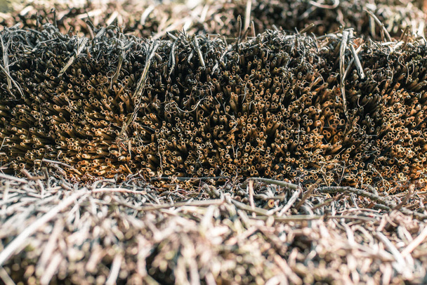 Cut Ends Reed Straws Closeup (em inglês). Textura de palha seca. Telhado de Thatch - Foto, Imagem