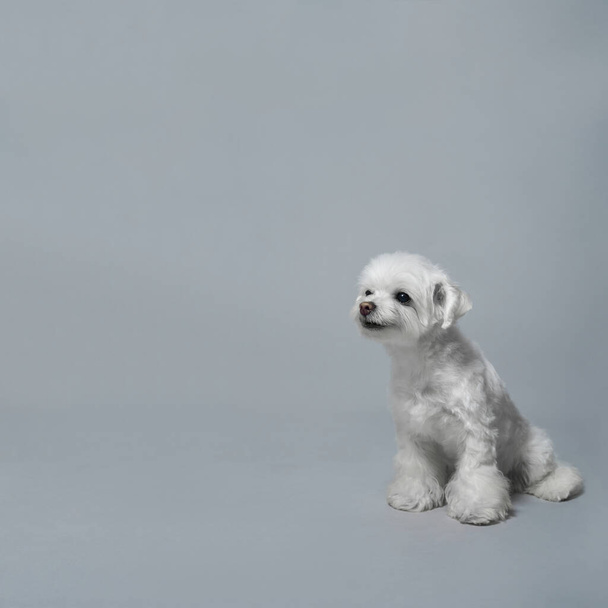 Мальтийская собачка на сером фоне - Фото, изображение