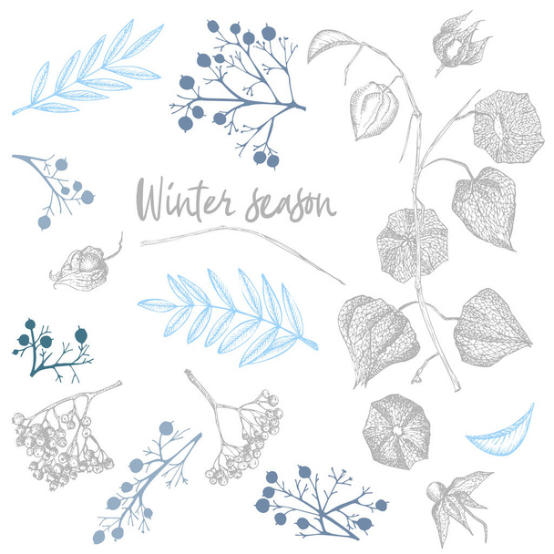 Set of twigs, berries, and leaves of plant isolated on white background. Winter christmas theme Hand-drawn vintage sketch botanical illustration. Engraving style. Flat color vector - Vektor, Bild