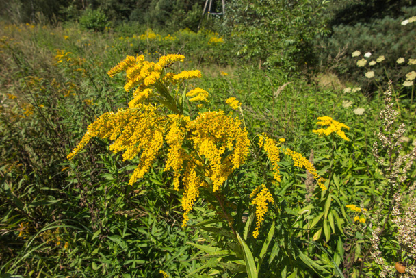 verge d'or à fleurs jaunes, également connue sous le nom de mimosa, fleur d'herbe annonçant l'arrivée de l'automne - Photo, image