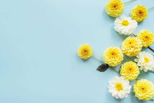 Yellow, white flowers dahlias on blue background. Flowers composition. Flat lay, top view, copy space. Summer, autumn concept. - Foto, imagen