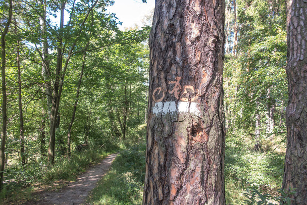 marking of the forest bicycle trail in the forests of Lubliniec in Silesia, Poland - 写真・画像