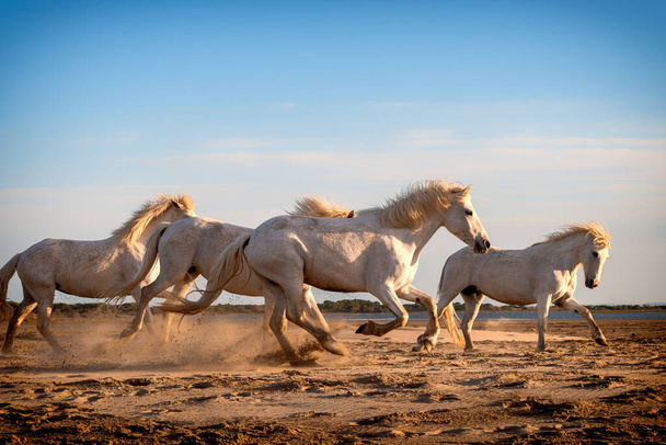 28 / 04 / 2019: Witte paarden lopen in het zand door het landschap van Camargue, Zuid-Frankrijk - Foto, afbeelding