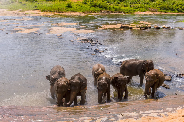 Elephants bathe in the Maha Oya river to cool down at Pinnawala, Sri Lanka, Asia - 写真・画像