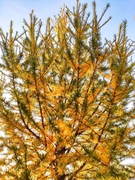 Larch close-up em cores alaranjadas amarelas de outono. Ramos de larício de outono. Fotografia móvel. Fundo natural - Foto, Imagem