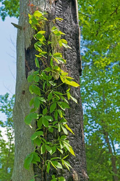 Virginia Creeper Growing up a Tree Scar in White Pines State Park in Illinois - Foto, imagen